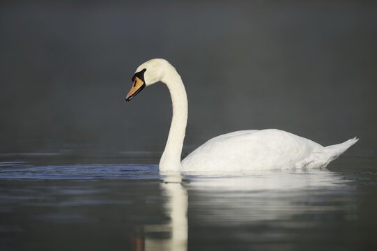 Mute swan (Cygnus olor), North Rhine-Westphalia, Germany