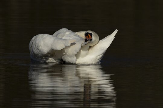 Mute swan (Cygnus olor) adult bird preening on the water surface of a lake, England, United Kingdom