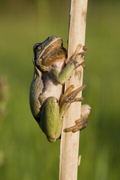 European Tree Frog (Hyla arborea)