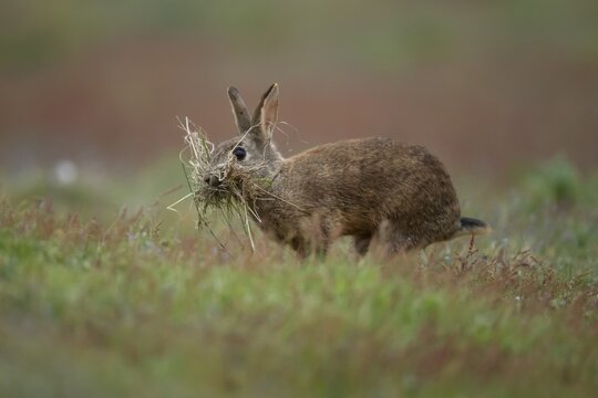 Rabbit (Oryctolagus cuniculus) adult animal collecting grass for bedding material on grassland, Suffolk, England, United Kingdom