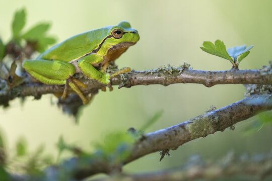 Tree frog (Hyla arborea), Zandvort, Netherlands
