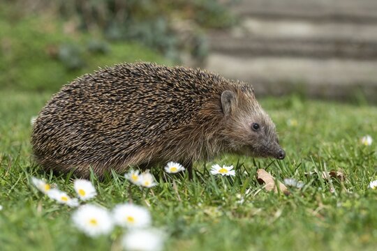 Erinaceus europaeus, hedgehog, insectivora, insectivora, insectivora, mammals, prickly, mammals