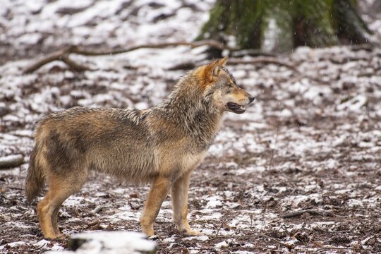 Gray wolf (Canis lupus), Winter, Neuhaus, Lower Saxony, Germany