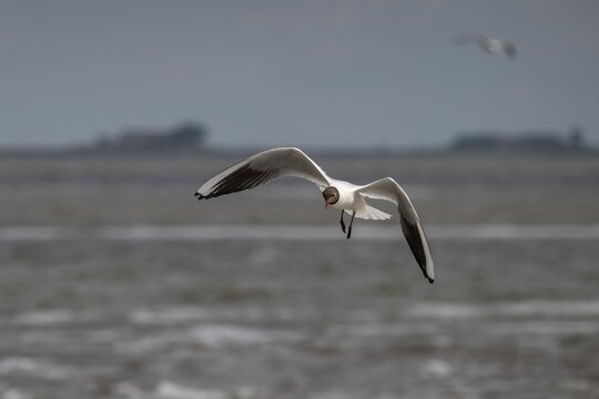 Black-headed gull (Larus ridibundus) in flight, in the background a Hallig, North Frisia, Schleswig-Holstein, Germany