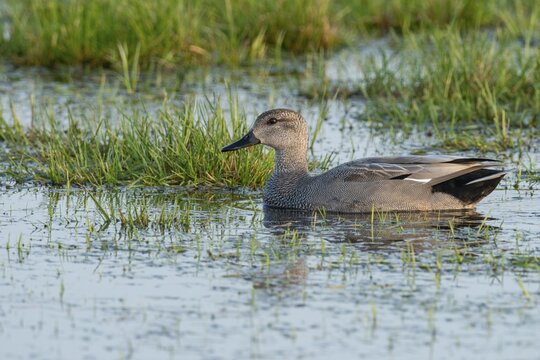 Gadwall (Mareca strepera) in a wet meadow, D&uuml;mmer, Lembruch, Lower Saxony, Germany