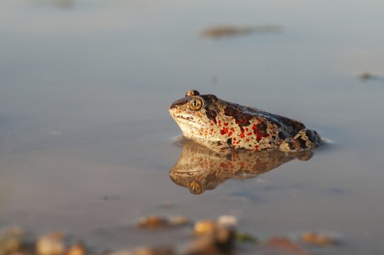 Common spadefoot, garlic toad, pelobates fuscus, amphibians, amphibians, amphibians, amphibians, toads