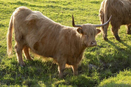 Artiodactyla, bos primigenius f. taurus, cattle, even-toed ungulate, highland cattle, kyloe, cloven-hoofed, cattle grazing, Scottish highland cattle, grazing, domesticated animals, extensive grazing, pet, highland cattle, mammals, cattle, mammals, mammals, pasture