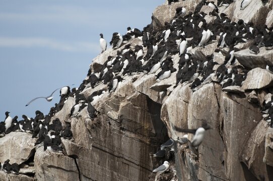 Common guillemot, common murre, Norway, idiot, Uria eel, varanger, alcidae, alkenbirds, birds, lummen, uria, birds