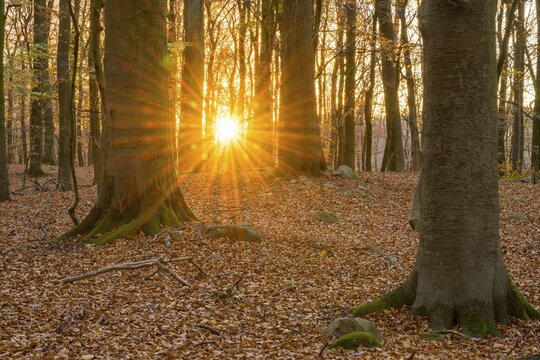 Sunbeam shines in the beech forest on the banks of Schmale Luzin, lake in Mecklenburg-Western Pomerania, autumn, Feldberg Lake District, Mecklenburg-Western Pomerania, Germany