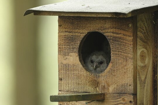Tawny Owl (Strix aluco) 4-week-old young bird looking out of nest box, Allg&auml;u, Bavaria, Germany
