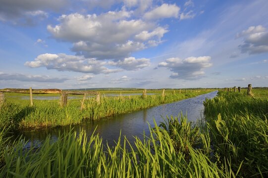 Ditch at the edge of a wet meadow in the Ochsenmoor at Lake D&uuml;mmer, H&uuml;de, Lower Saxony, Germany