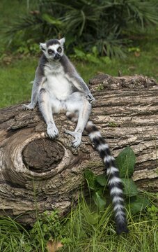 Ring-tailed Lemur (Lemur catta) sitting on tree trunk, captive