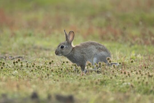 Rabbit (Oryctolagus cuniculus) juvenile baby wild animal in grassland in summer, England, United Kingdom