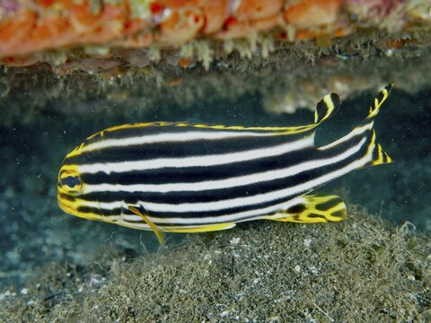 Striped fish with black and yellow stripes, striped sweet lip (Plectorhinchus lessonii), at the bottom of the sea. Secret Bay Dive Site, Gilimanuk, Bali, Indonesia