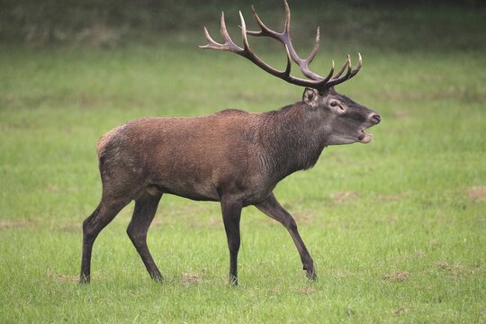 Red deer (Cervus elaphus) in the rain, roaring during the rut, western Hungary, Hungary, Allg&auml;u, Bavaria, Germany