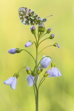 Aurora fritillary (Anthocharis cardamines) on common cuckoo flower, Telbrake, Vechta, Lower Saxony, Germany