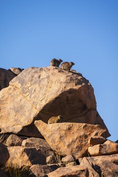 Cliff hyrax on red rocks, rock formations, Giants Playground, Keetmanshoop, Namibia