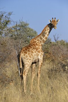 Giraffe (Giraffa camelopardalis) on the plateau in the Waterberg National Park, Namibia, Africa
