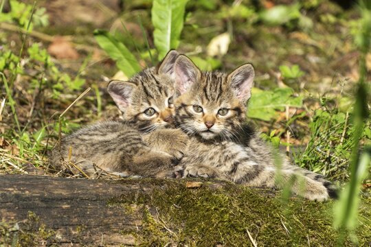 Two tabby kittens sitting on mossy ground in the forest, surrounded by grassy plants, wildcat (Felis silvestris), kittens, Germany