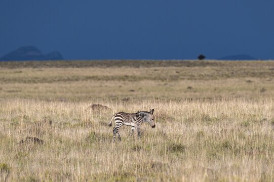 Cape Mountain Zebra (Equus zebra zebra), foal, Mountain Zebra National Park, Eastern Cape, South Africa