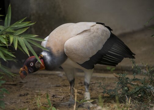 King vulture (Sarcoramphus papa), captive, prevalent in South America
