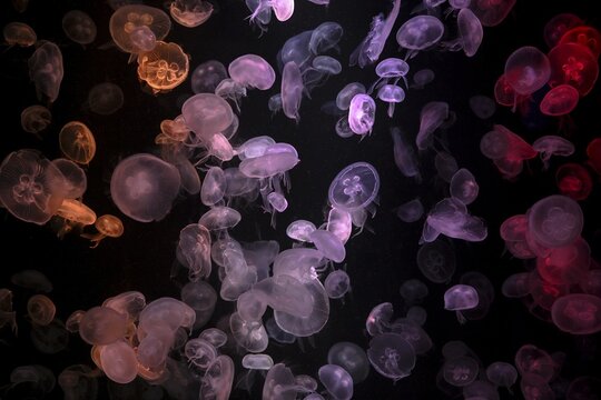 Box jellyfish (Aurelia aurita) in a tank of the Bang Saen Aquarium, Chonburi Province, Thailand