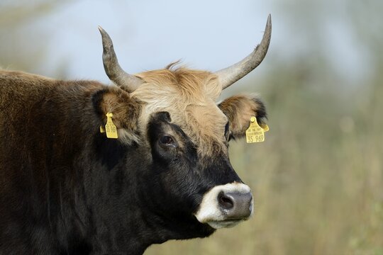 Heck cattle (Bos primigenius f. taurus), North Rhine-Westphalia, Germany