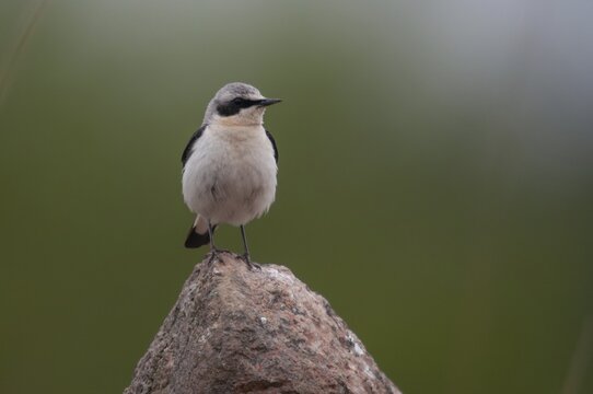 2010, Brandenburg, Germany, national natural heritage, natural paradise Gr&uuml;nhaus, oenanthe oenanthe, Steinschm&auml;tzer, wheatear, post-mining landscape, birds, green house, male, passeri, songbirds, birds