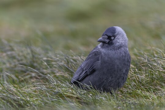 Jackdaw (Corvus monedula) sitting relaxed in a meadow, Germany
