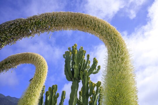 Flowering Dragon Tree Agave or lion's tail (Agave attenuata) and Candelabra Cactus in the Plaza de la Glorieta designed by Luis Morera, Las Manchas, Las Manchas, La Palma, Spain