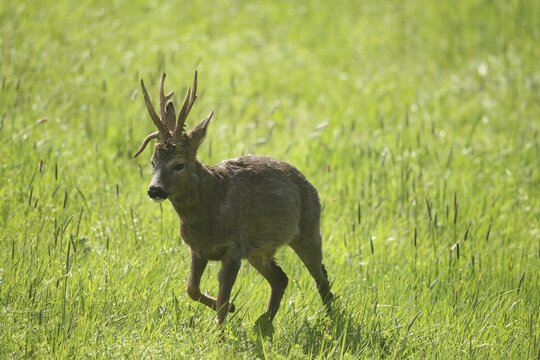 Roe deer (Capreolus capreolus) Buck with abnormal antlers moves through meadow, Lower Austria, Austria