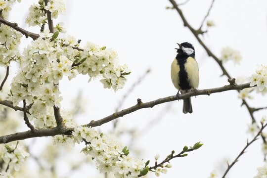 A singing great tit (Parus major) sitting on a flowering branch, Hesse, Germany