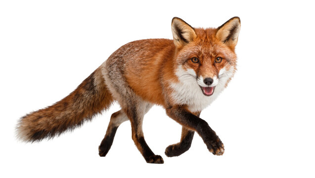 Red fox with bushy tail walking, isolated on transparent background