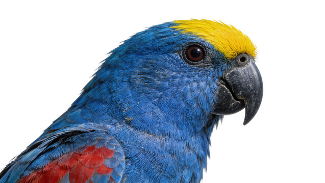 Vibrant blue parrot with yellow crown and red wing accents, isolated on transparent background