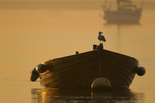 Herring gull (Larus argentatus) adult seagull bird perched on a rowing boat in a harbour, Suffolk, England, United Kingdom