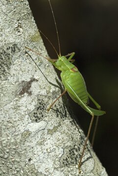 Speckled Bush-cricket (Leptophyes punctatissima), Assisi, Umbria, Italy, Europe