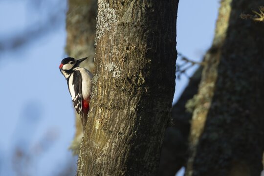 Great spotted woodpecker (Dendrocopos major) adult bird on a tree trunk, England, United Kingdom
