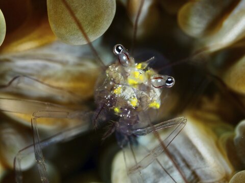 Transparent Smits bubble coral shrimp (Palaemonella smiti) with yellow spots between soft coral structures, dive site Spice Reef, Penyapangan, Bali, Indonesia