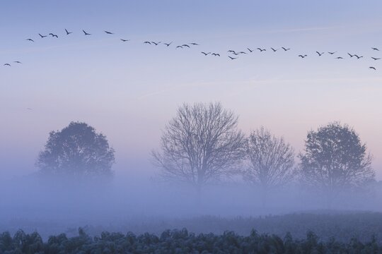 Migrating cranes (grus grus) in autumn over trees in misty landscape, Goldenstedter Moor, bird migration, Oldenburger M&uuml;nsterland, Lower Saxony, Germany