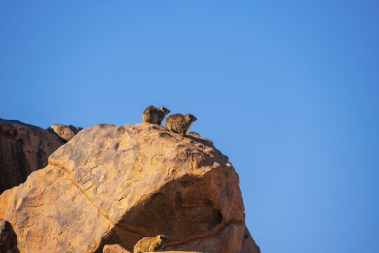 Cliff hyrax on red rocks, rock formations, Giants Playground, Keetmanshoop, Namibia