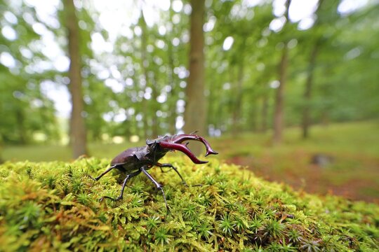 Stag beetle (Lucanus cervus) on a moss cushion in a forest, Solms, Hesse, Germany