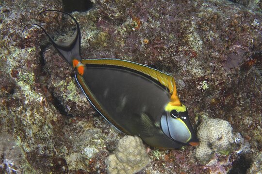 Indian yellow blade nose doctor (Naso elegans), Abu Fendera dive site, Red Sea, Egypt