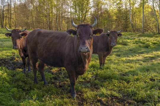Artiodactyla, Bavaria, Bos Taurus sspec.5, cattle, even-toed ungulate, H&ouml;henvieh, Upper Palatinate, cloven-hoofed, Rotes H&ouml;henvieh, Tirschenreuth, Waldnaab, Waldnaabaue, wild willows Waldnaabaue, domesticated animals, extensive grazing, pet, mammals, cattle, mammals