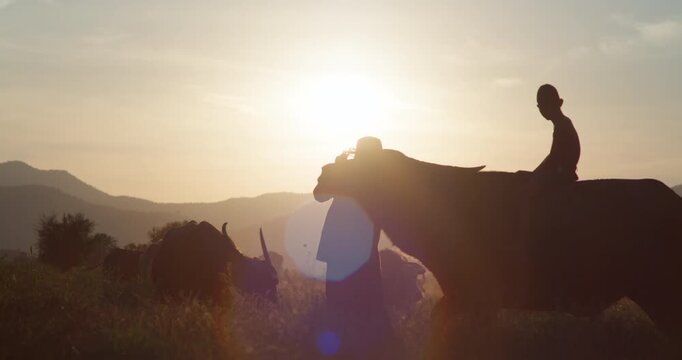 A farmer leads a water buffalo carrying a boy through rural fields, silhouetted against a golden sunset in the Thai countryside.