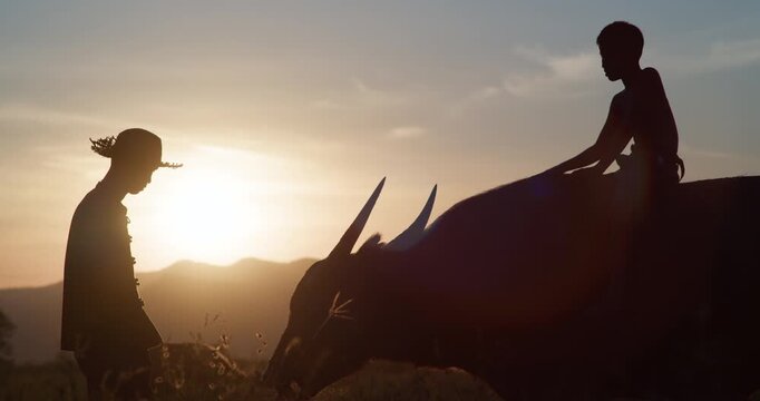 A farmer leads a water buffalo carrying a boy through rural fields, silhouetted against a golden sunset in the Thai countryside.
