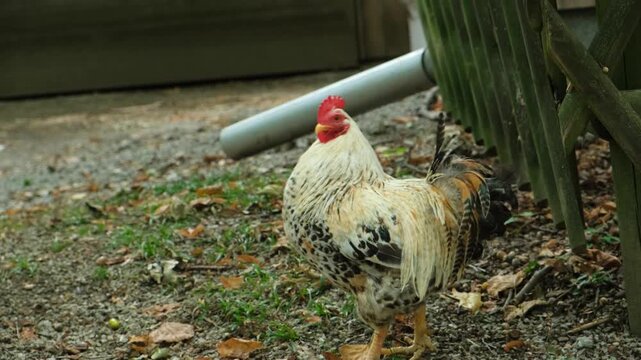 Domestic rooster walking on gravel path in rural farmyard