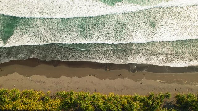 Top down view of tropical sandy coastline with palm trees and foamy ocean waves