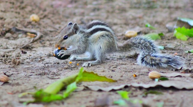 A small striped palm squirrel sitting on the ground eating a piece of food