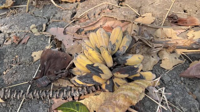 Close Up Horizontal View of Yellow Bananas Decaying on Arid Farming Ground