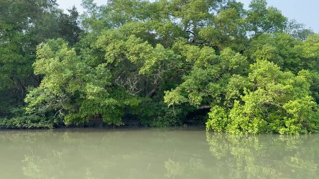 Lush Sundarbans Mangrove Trees Reflected in a Calm River, Bangladesh